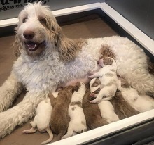 Goldendoodle Ranch photo