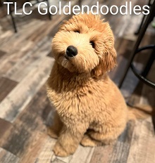 TLC Goldendoodles photo