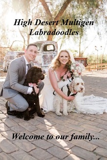 High Desert Multigen Labradoodles photo