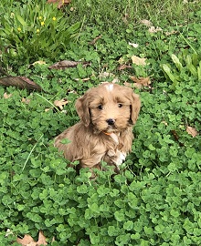 Sierra Vista Labradoodles & Goldendoodles  photo