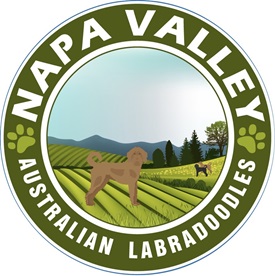 Napa Valley Australian Labradoodles photo