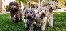 Poco Creek Labradoodles  photo