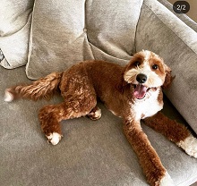 Cuddle Buddy Labradoodles photo