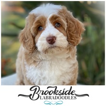 Brookside Labradoodles photo