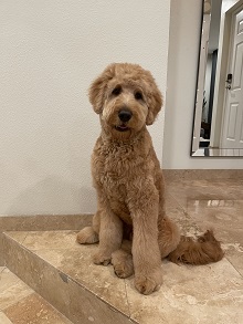 Christy's Goldendoodles  photo