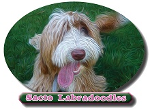 Sacto Labradoodles photo