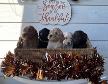 Whimsical Labradoodles photo