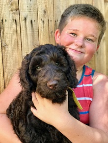 Shadow Mountain Australian Labradoodles, INC photo